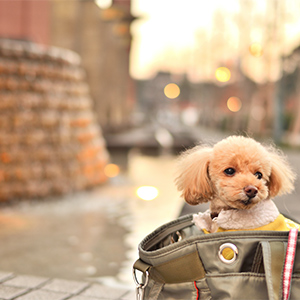 犬との暮らしに使うグッズのイメージ